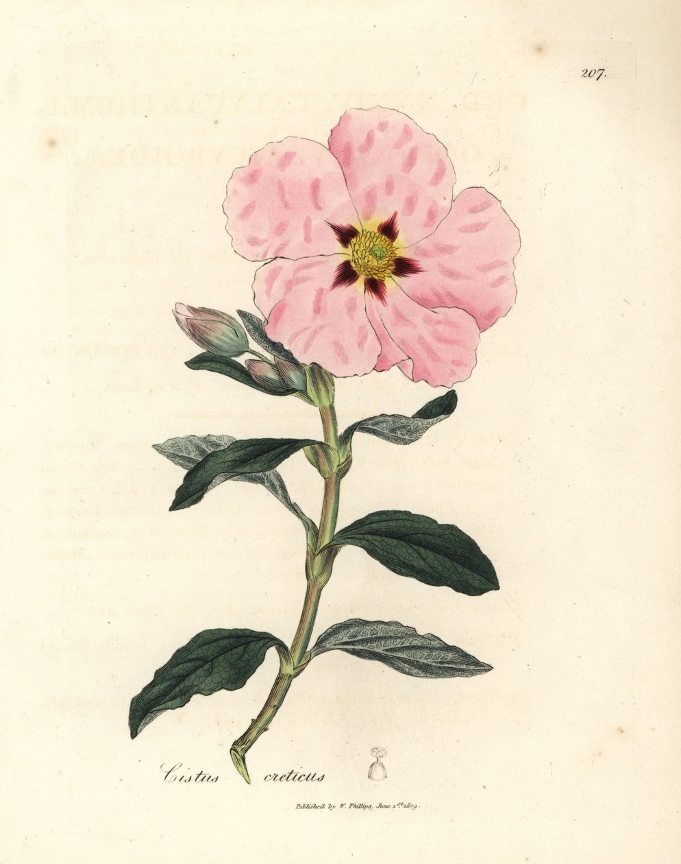 Lyserød blomstret kretensisk cistus, Cistus creticus af James Sowerby