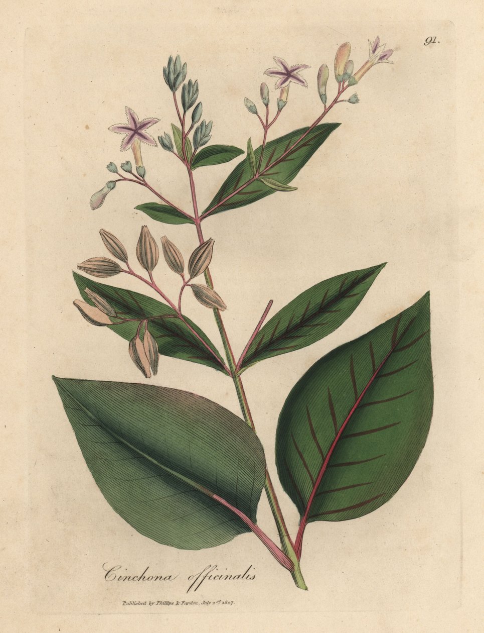 Lyserødt blomstret peruviansk barktræ, Cinchona officinalis af James Sowerby