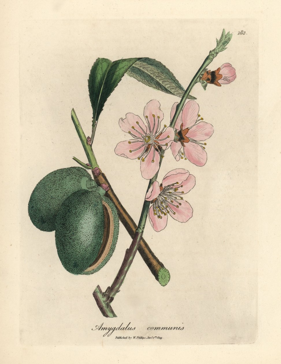 Lyserødt blomstret mandeltræ, Amygdalus communis af James Sowerby