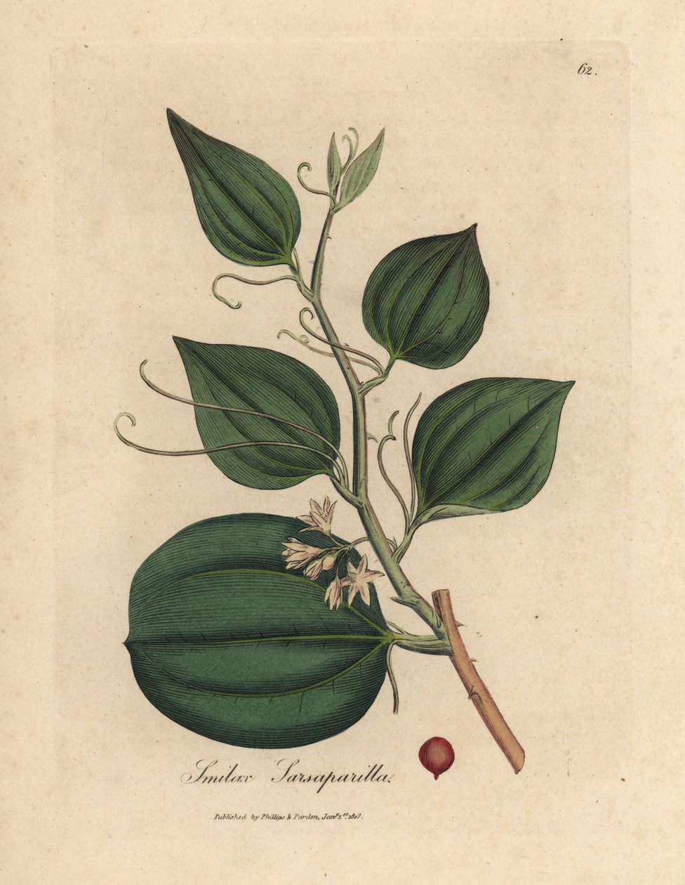 Pink blomstret og bær af sarsaparilla smilax, Smilax sarsaparilla af James Sowerby