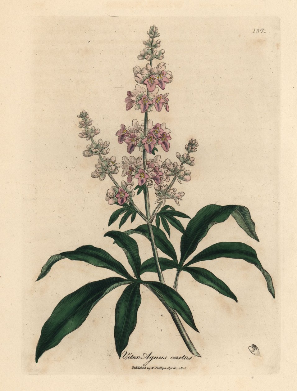 Lyserødt blomstret kysk træ, Vitex agnus castus af James Sowerby