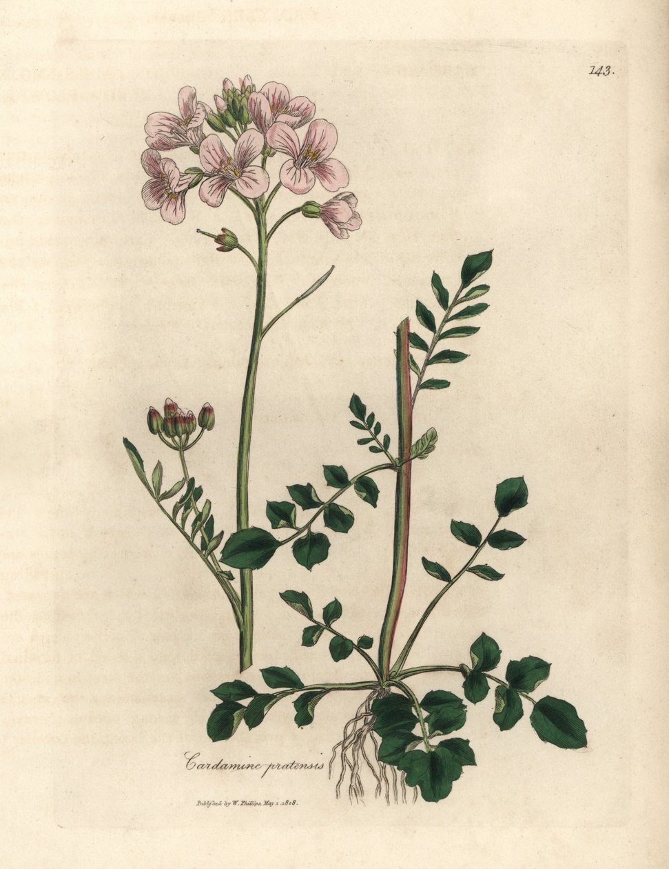 Lyserød blomstret damekittel eller gøgeblomst, Cardamine pratensis af James Sowerby