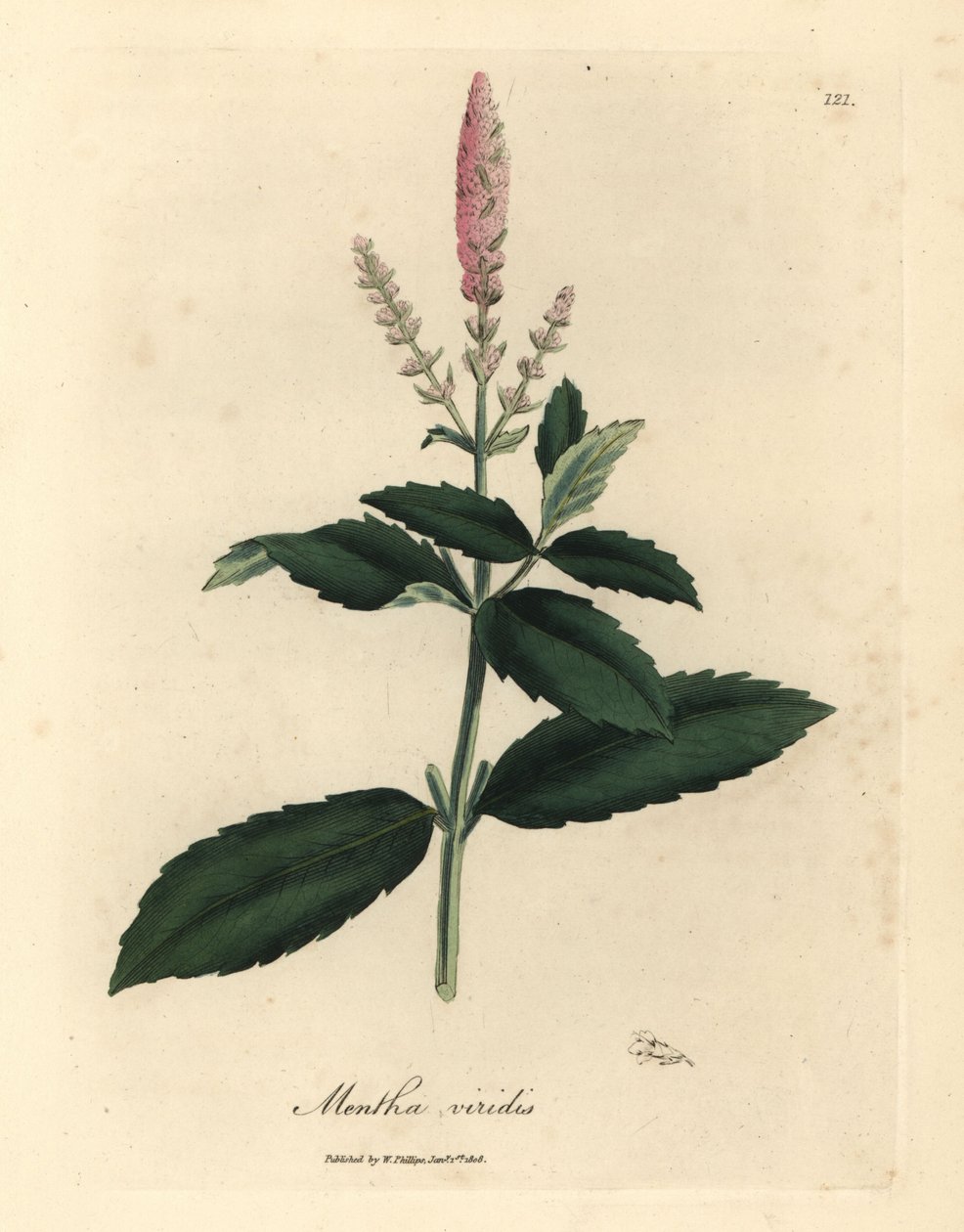 Lyserød blomstret grønmynte, Mentha viridis af James Sowerby