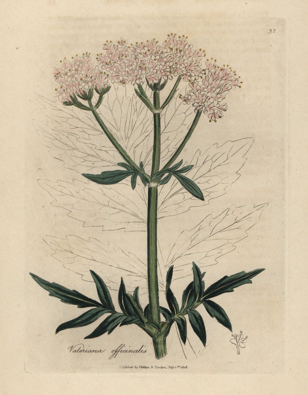 Rosa blomstret baldrian, Valeriana officinalis af James Sowerby