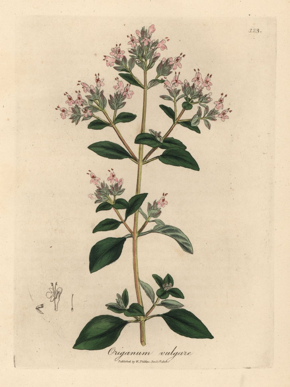 Lyserød blomstret vild merian, Origanum vulgare af James Sowerby