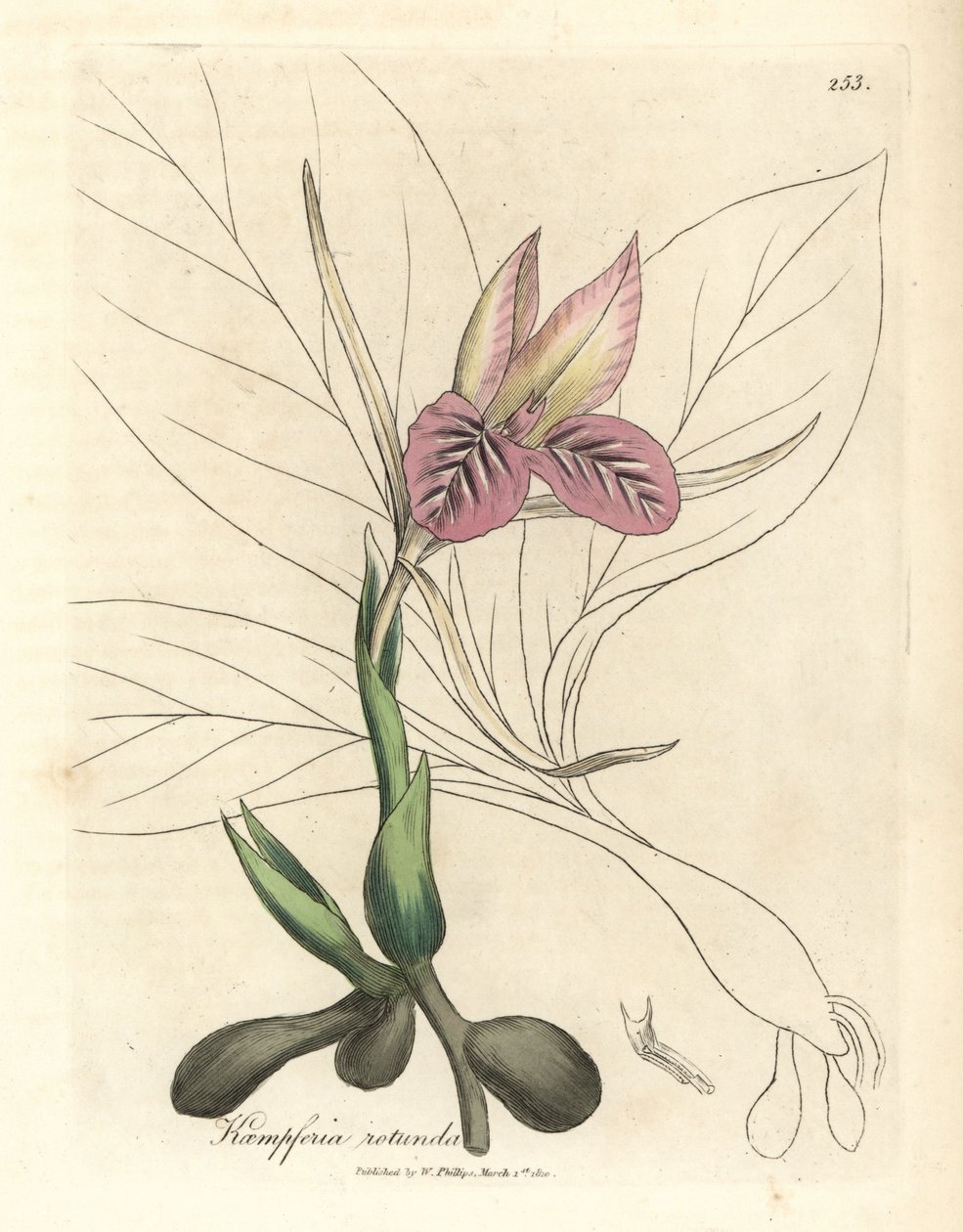 Lyserød blomstret zedoary, Kaempferia rotunda af James Sowerby