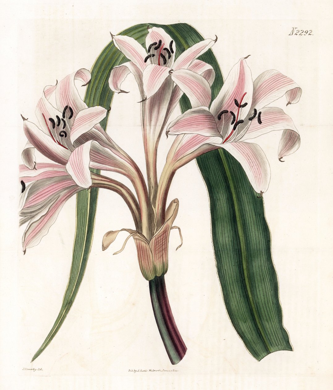 Pink lilje variant - Pink stribet trompet lilje, Crinum latifolium (Molucca crinum, Crinum moluccanum). Håndfarvet kobberstik af Weddell efter en illustration af James Sowerby fra Samuel Curtis