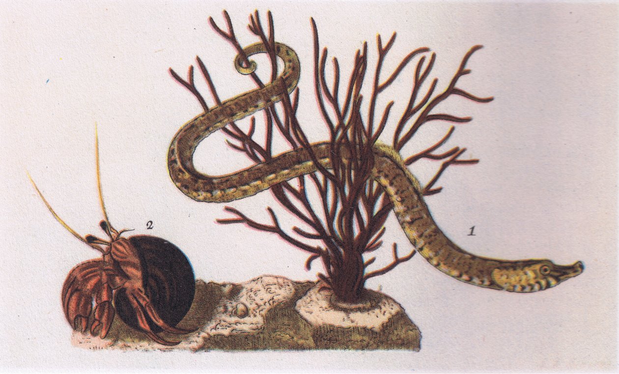 Pipe Fish and Eremit Crab, Nature in Britain udgivet af Collins, 1946 af James Sowerby
