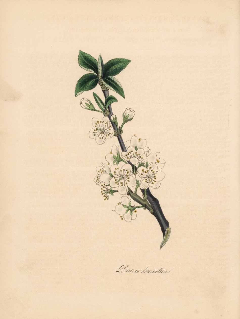 Blommetræ - Almindelig blommetræ, Prunus domestica. Taget fra en illustration af James Sowerby fra William Woodvilles "Medical Botany." Håndfarvet zinkograf af C. Chabot tegnet af Miss M. A. Burnett fra hendes "" Plantae Utiliores: or Illustrations of Usef af James Sowerby
