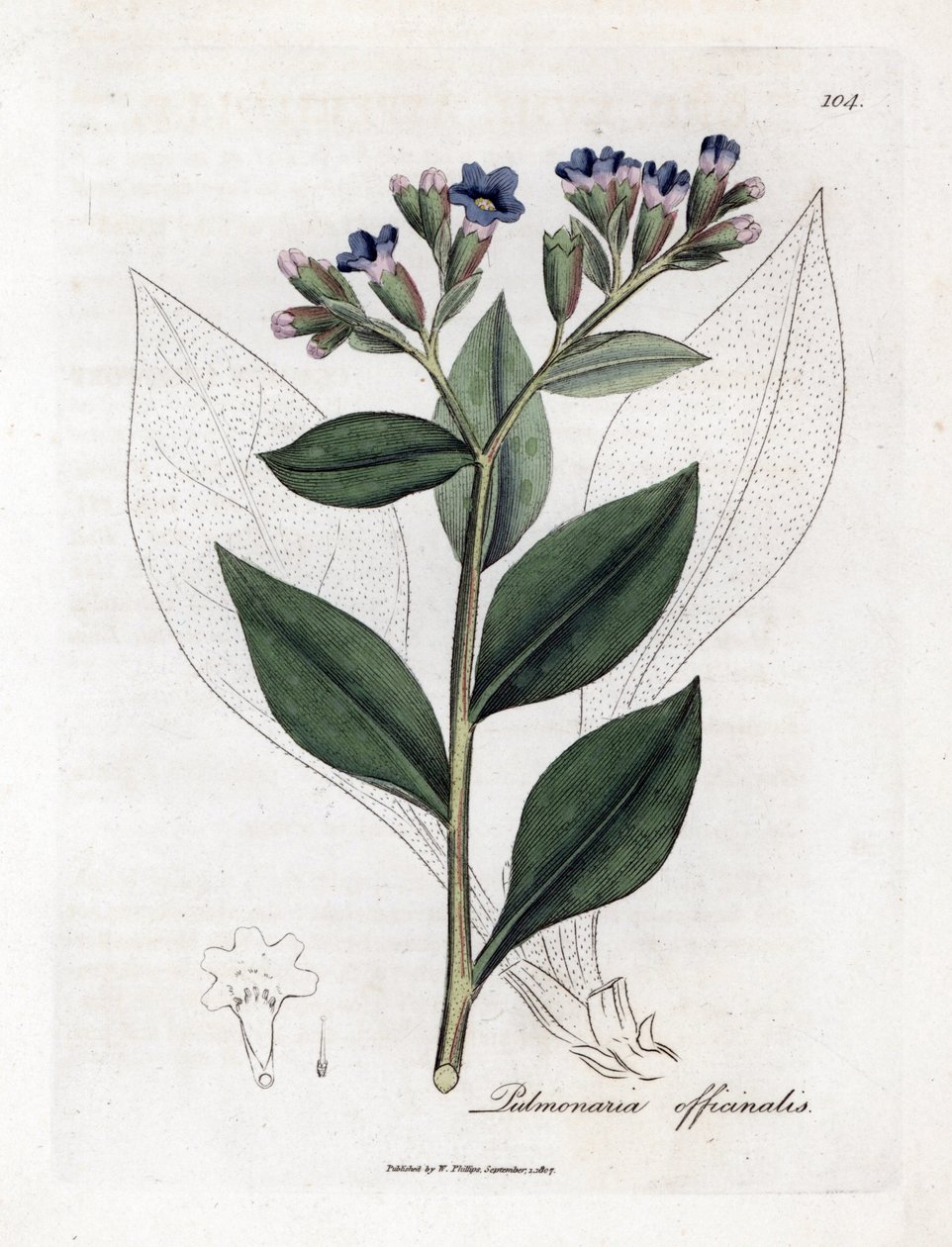 Pulmonal officinale - Lungeurt, Pulmonia officinalis. Håndfarvet kobberstik fra en botanisk illustration af James Sowerby fra William Woodville og Sir William Jackson Hookers "" Medical Botany,"" John Bohn, London af James Sowerby