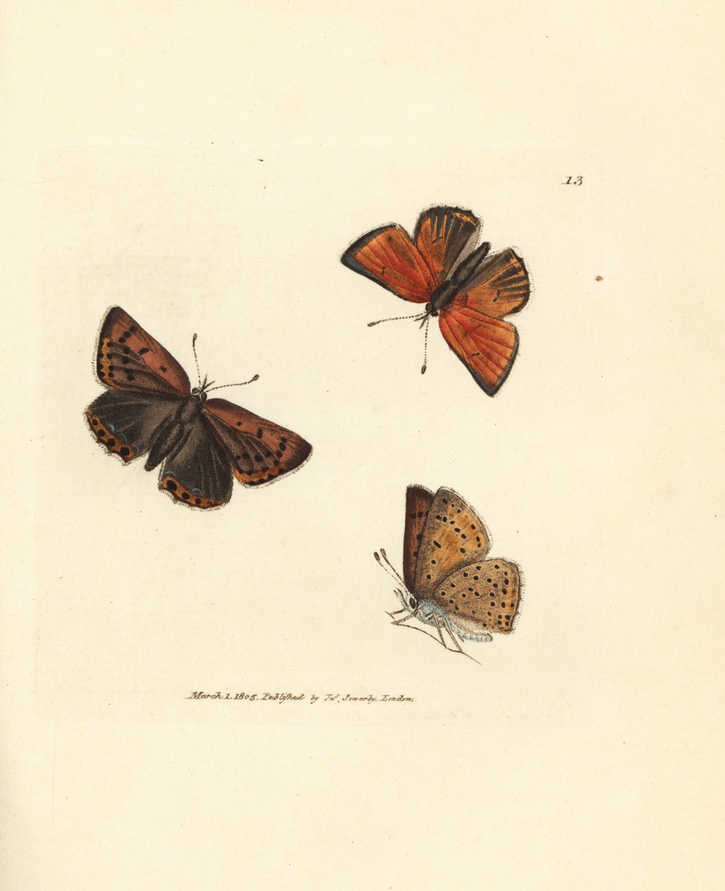 Ren-kantet kobber sommerfugl, Lycaena flodhest. Håndfarvet kobberstik af James Sowerby fra The British Miscellany, eller farvede figurer af nye, sjældne eller lidet kendte dyreemner. af James Sowerby