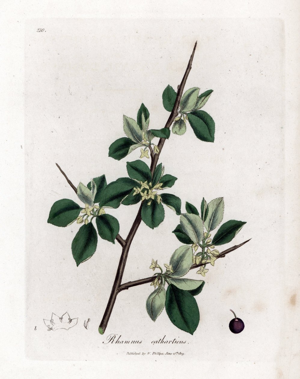 Afrensende eller udrensende havtorn - Udrensning af havtorn, Rhamnus catharticus. Håndfarvet kobberstik fra en botanisk illustration af James Sowerby fra William Woodville og Sir William Jackson Hookers "" Medical Botany,"" John Bohn, London af James Sowerby