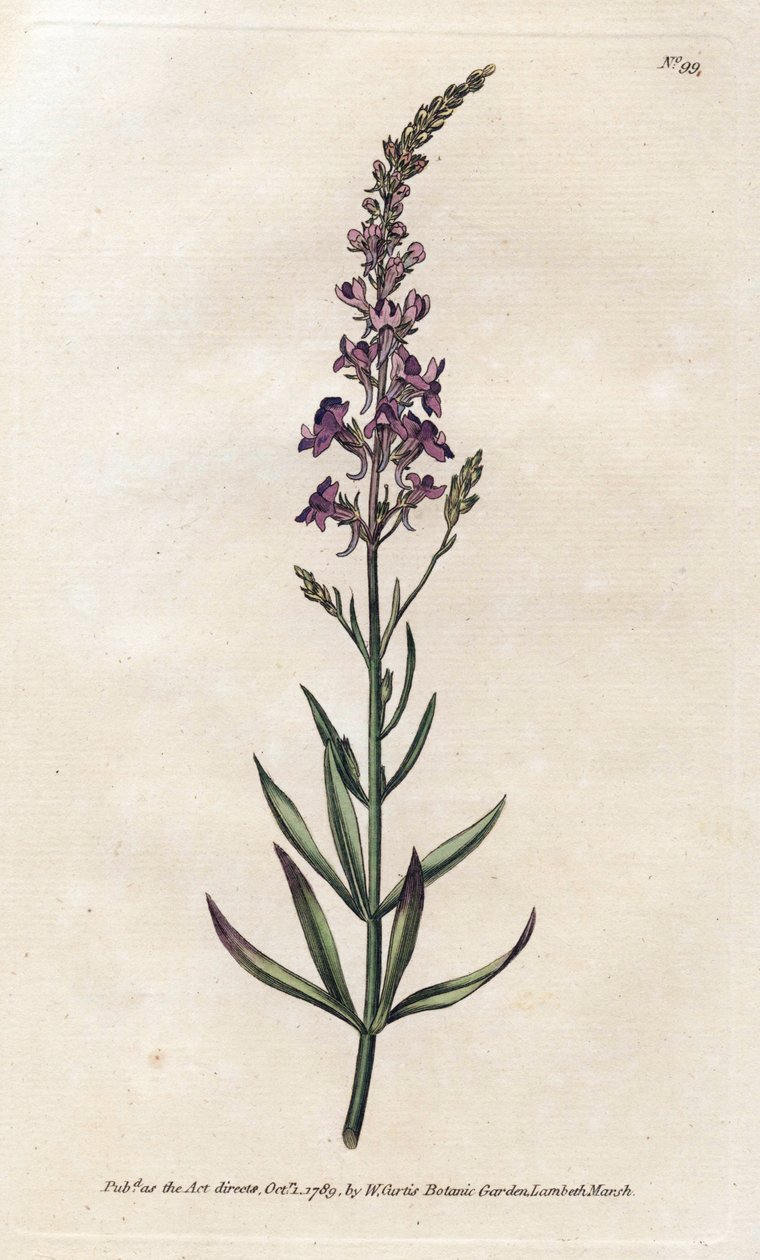 Purple Linar - Litografi af James Sowerby (1757-1822), fra William Curtis