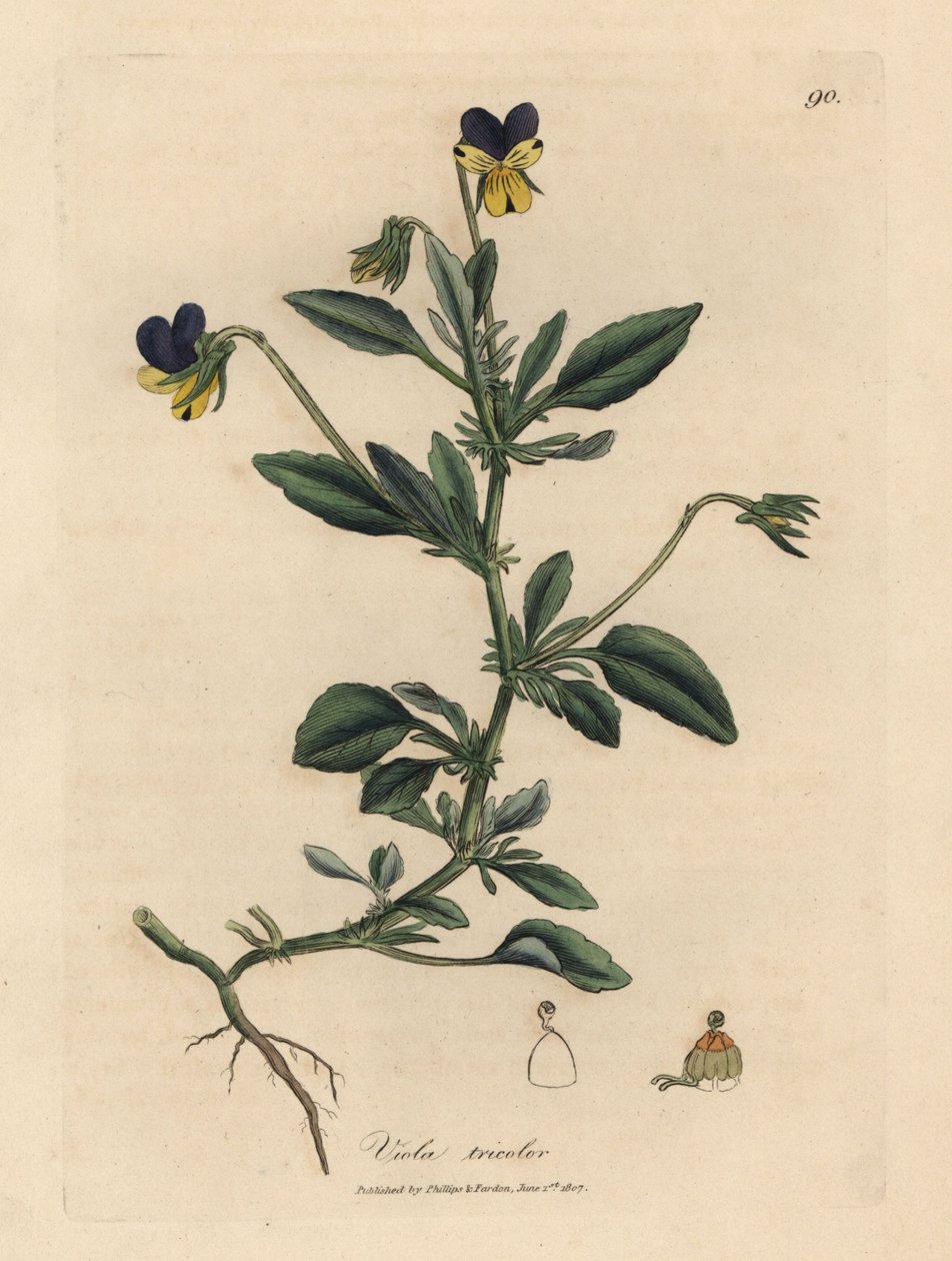 Lilla og gul stedmoderblomst, Viola tricolor af James Sowerby