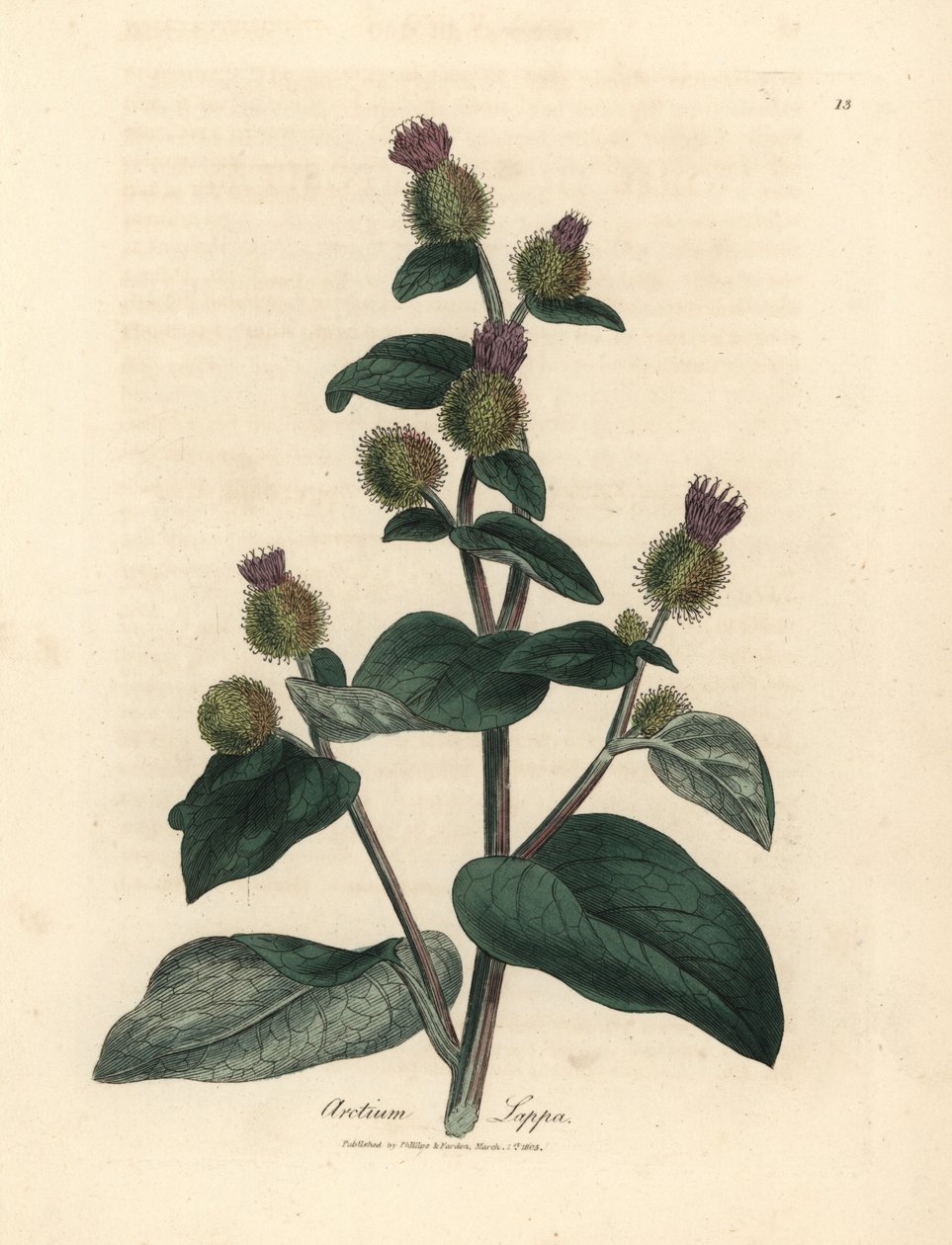 Lilla blomstret burre, Arctium lappa af James Sowerby
