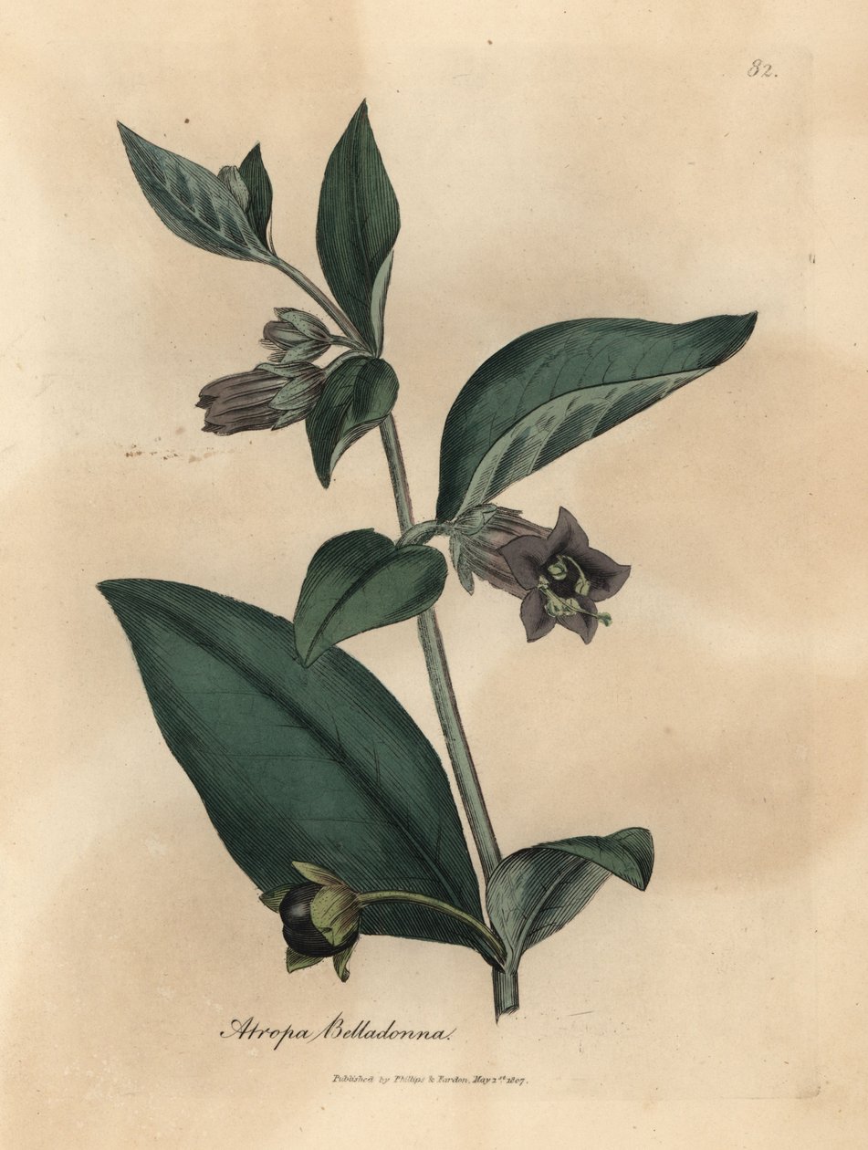 Lillablomstret dødbringende natskygge, Atropa belladonna af James Sowerby