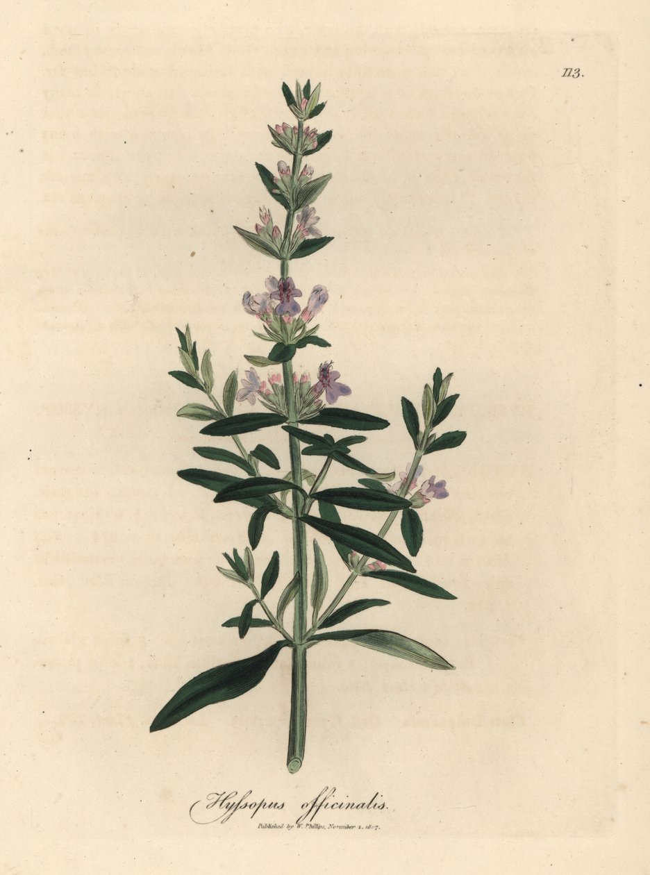 Lilla blomstret isop, Hyssopus officinalis af James Sowerby