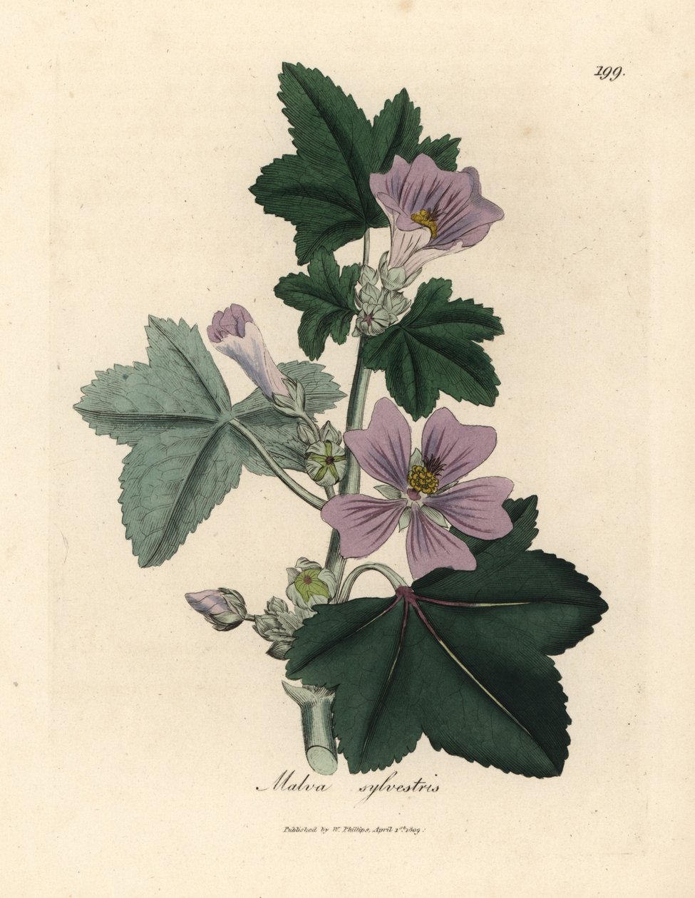 Lilla blomstret malva, Malva sylvestris af James Sowerby