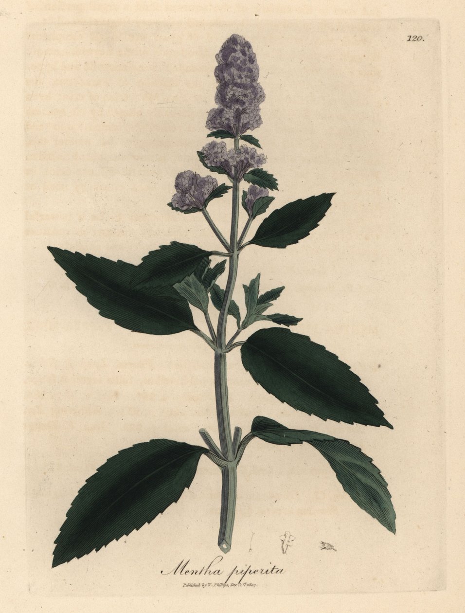Lilla blomstret pebermynte, Mentha piperita af James Sowerby