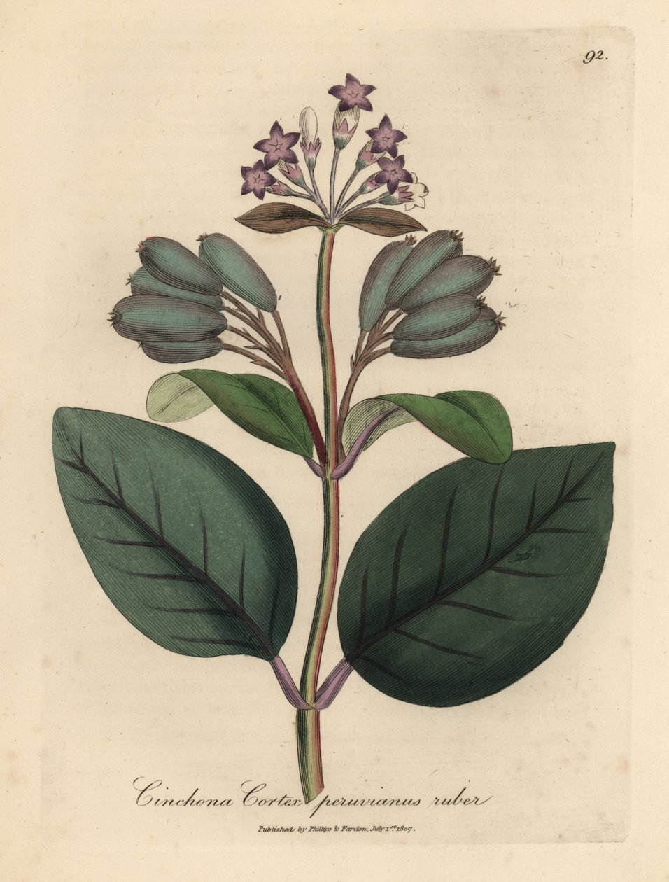 Lillablomstret rødt peruviansk barktræ, Cinchona cortex peruvianus ruber af James Sowerby