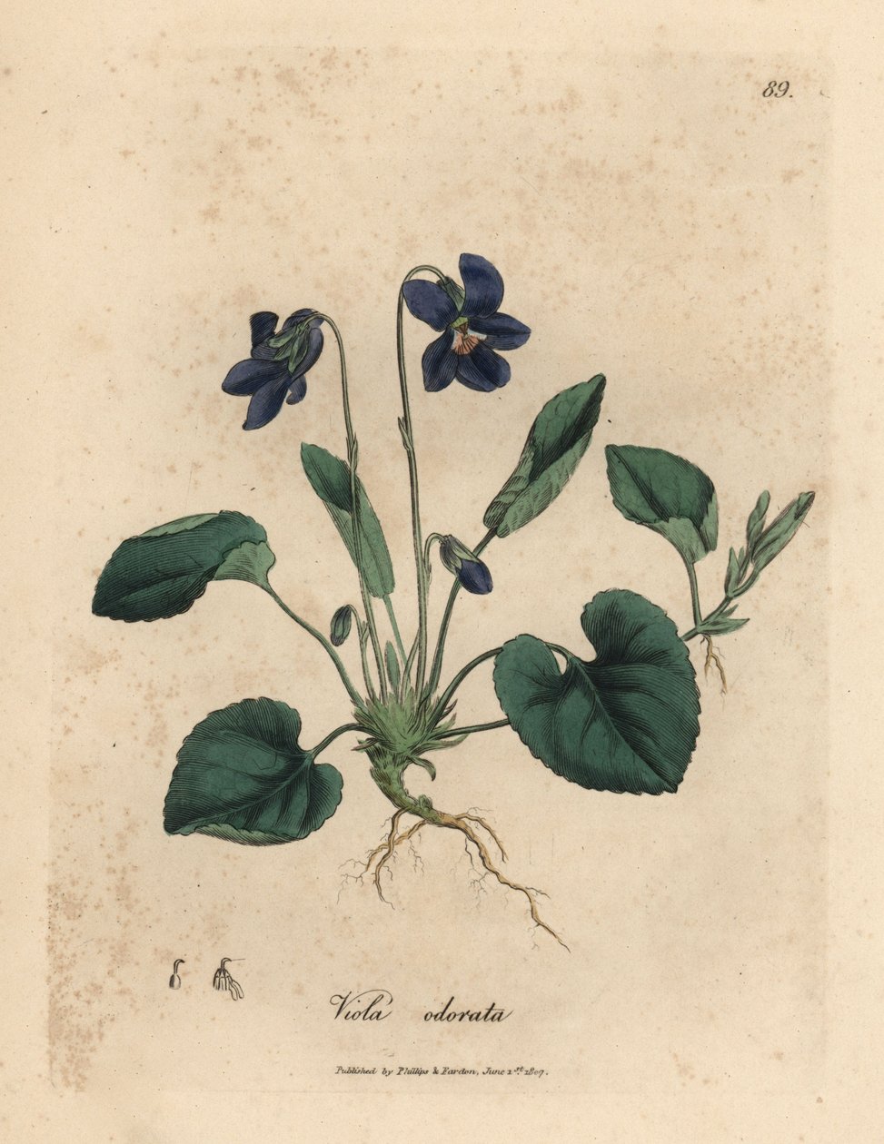 Lilla blomstret sød viol, Viola odorata af James Sowerby