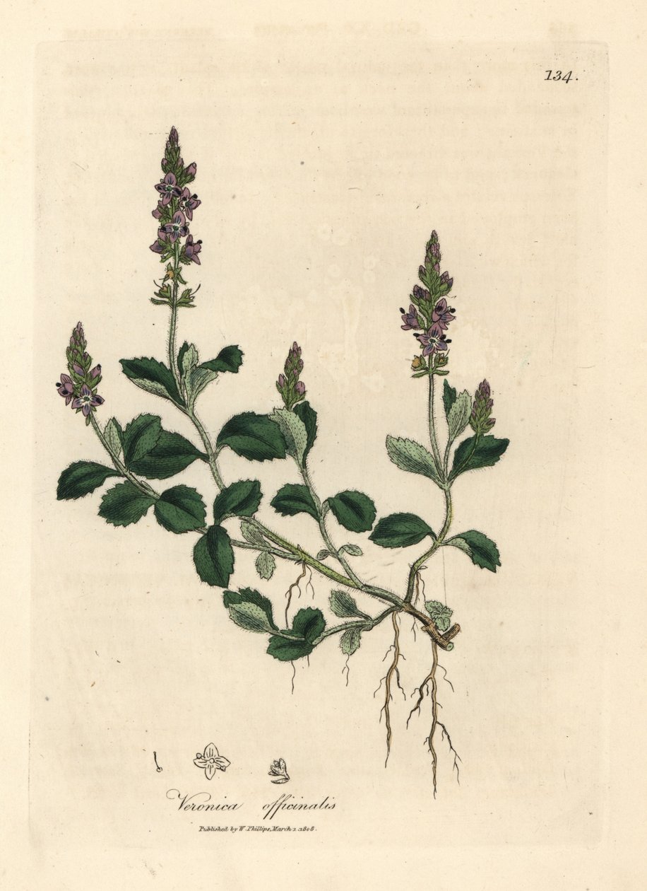 Lilla blomstret veronica, Veronica officinalis af James Sowerby