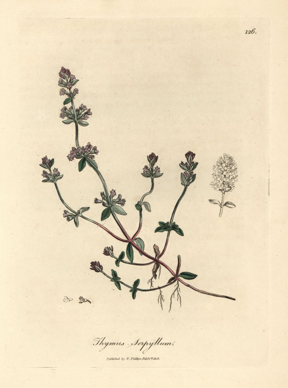 Lillablomstret vildtimian, Thymus serpyllum af James Sowerby