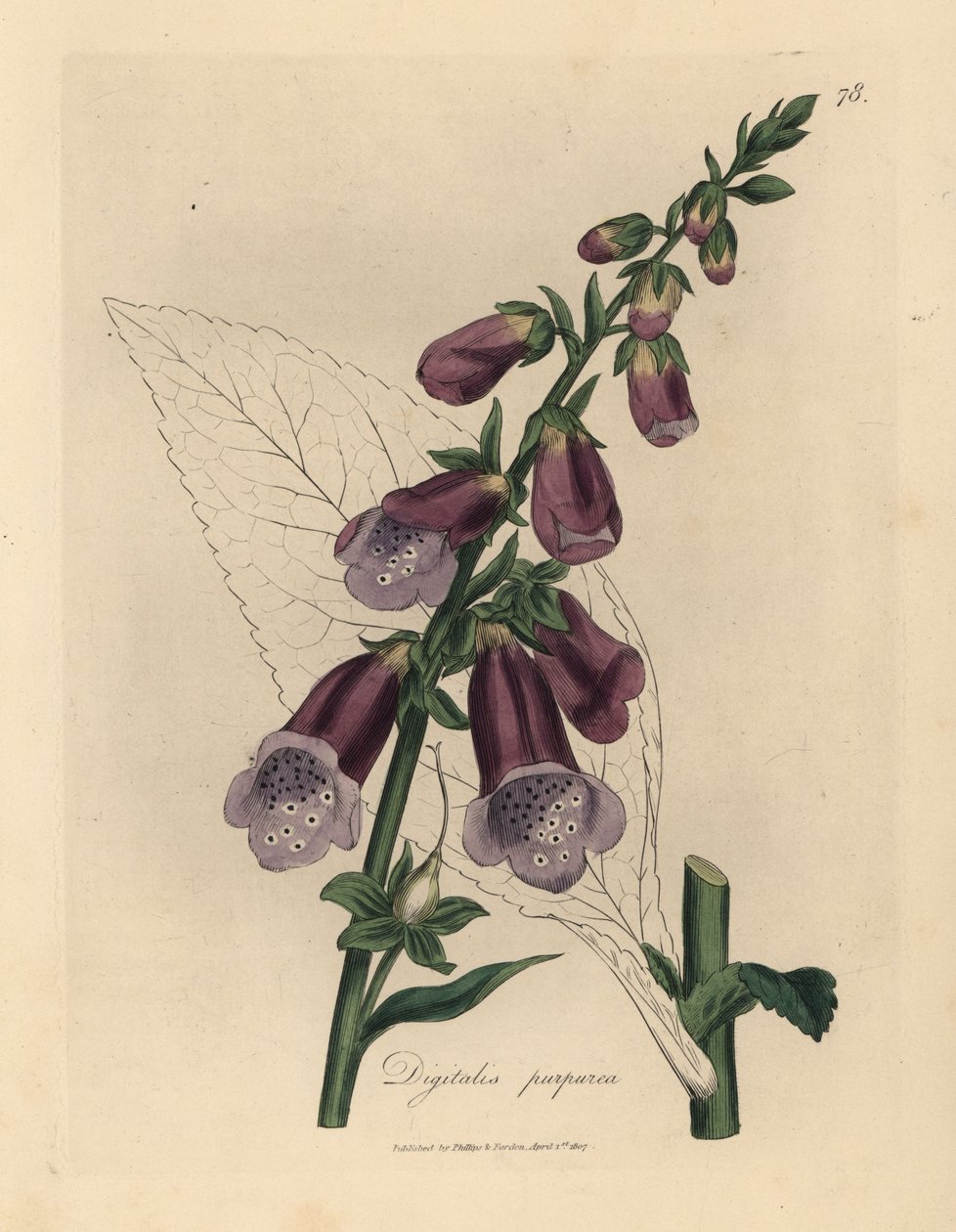 Lilla fingerbøtte, Digitalis purpurea af James Sowerby