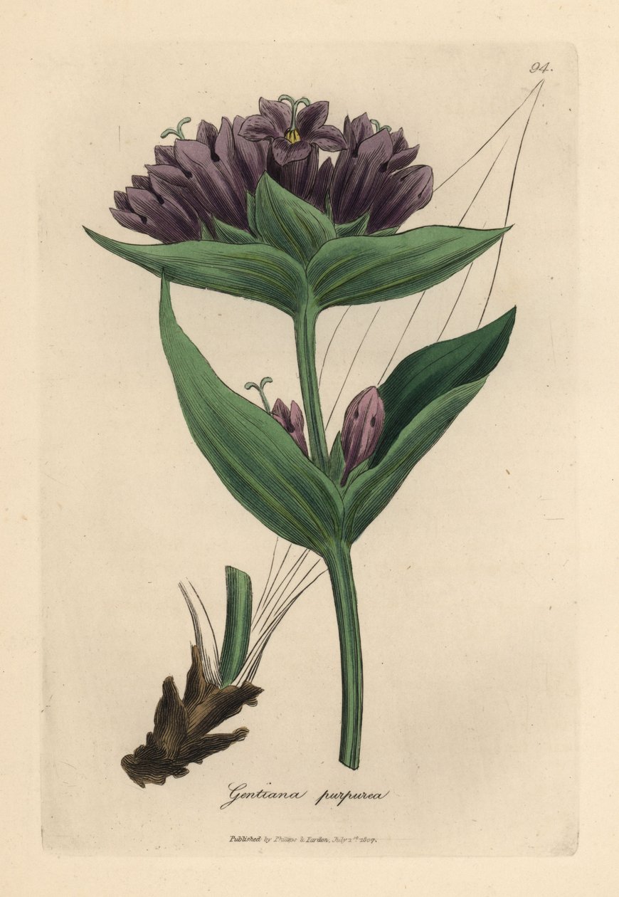 Lilla ensian, Gentiana purpurea af James Sowerby