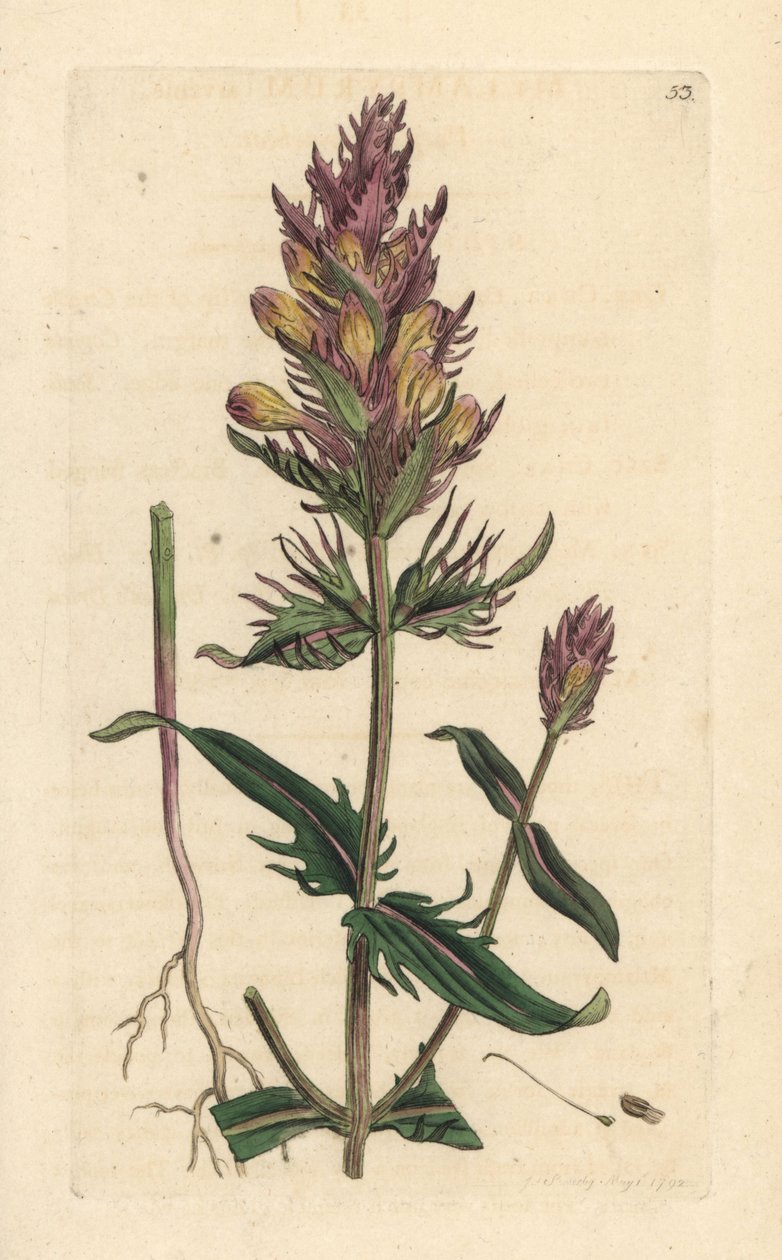 Lilla kohvede eller markkohvede, Melampyrum arvense Håndfarvet kobberstik efter en illustration af James Sowerby fra James Smith