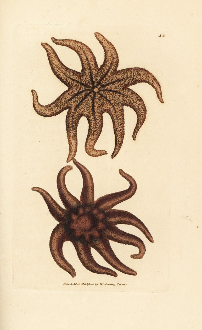 Lilla solstjerne, Solaster endeca (ni-strålet søstjerne, Asterias endeca). Håndfarvet kobberstik af James Sowerby fra The British Miscellany, eller farvede figurer af nye, sjældne eller lidet kendte dyreemner. af James Sowerby