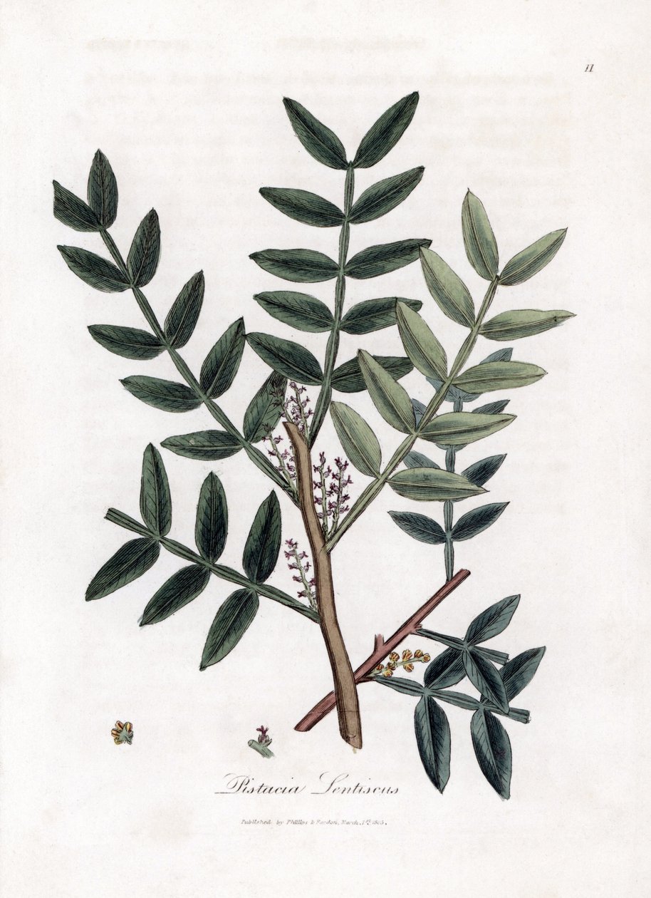 Sparteltræ eller lentiscus pistacie - Sparteltræ, Pistacia lentiscus. Håndfarvet kobberstik fra en botanisk illustration af James Sowerby fra William Woodville og Sir William Jackson Hookers "" Medical Botany,"" John Bohn, London af James Sowerby