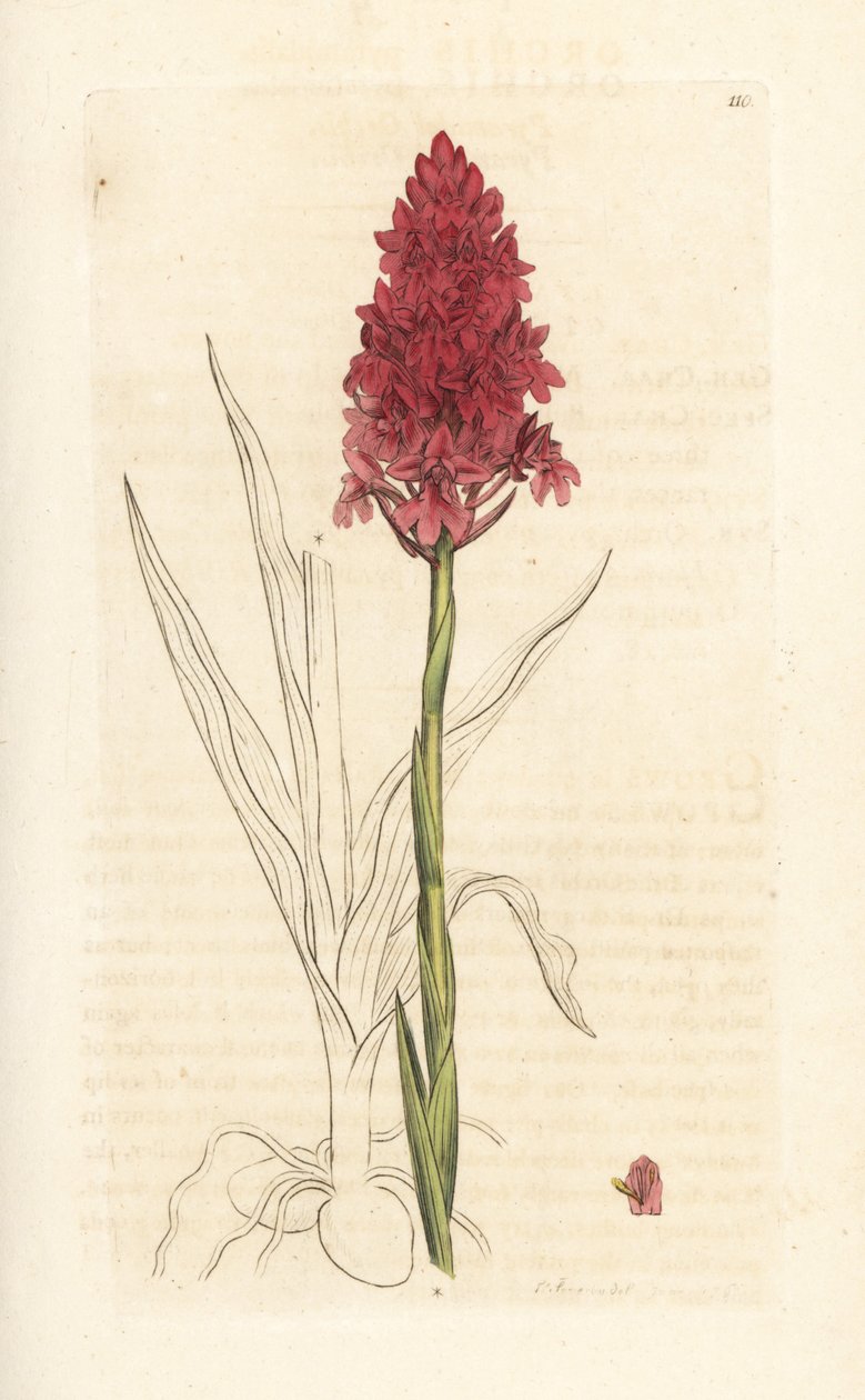 Pyramidal orkidé, Anacamptis pyramidalis (Pyramidal orchis, Orchis pyramidalis). Håndfarvet kobberstik efter en illustration af James Sowerby fra James Smith