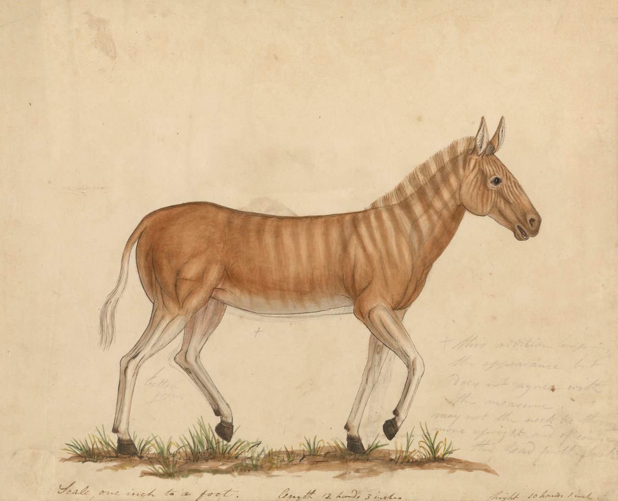 Quagga Zebra af James Sowerby