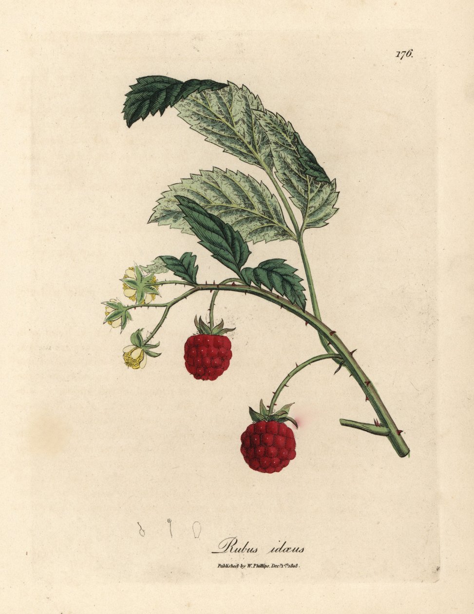 Hindbærbusk med moden frugt og gule blomster, Rubus idaeus af James Sowerby