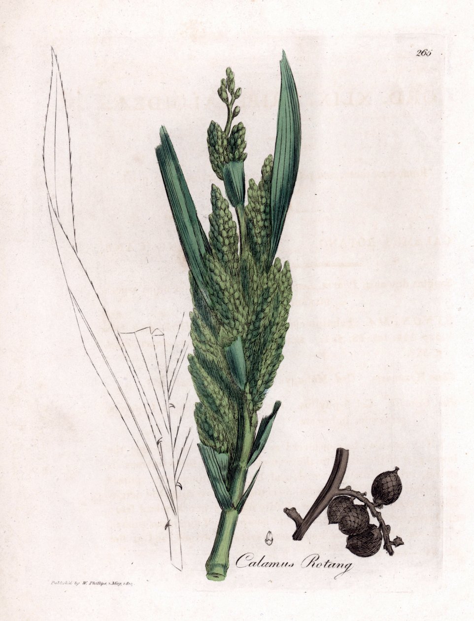 Rattan Palm - Rotang stok, Calamus rotang. Håndfarvet kobberstik fra en botanisk illustration af James Sowerby fra William Woodville og Sir William Jackson Hookers "" Medical Botany,"" John Bohn, London af James Sowerby