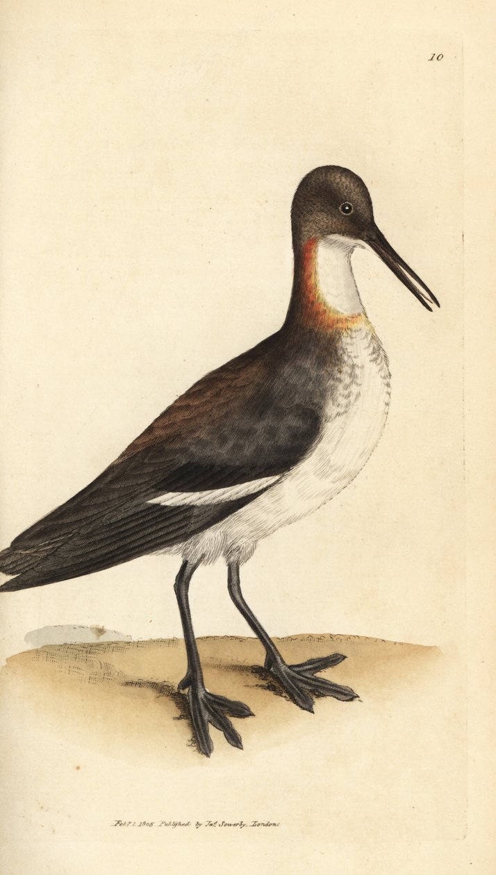 Rødhalset phalarope, Phalaropus lobatus (Phalaropus hyperboreus). Håndfarvet kobberstik af James Sowerby fra The British Miscellany, eller farvede figurer af nye, sjældne eller lidet kendte dyreemner. af James Sowerby