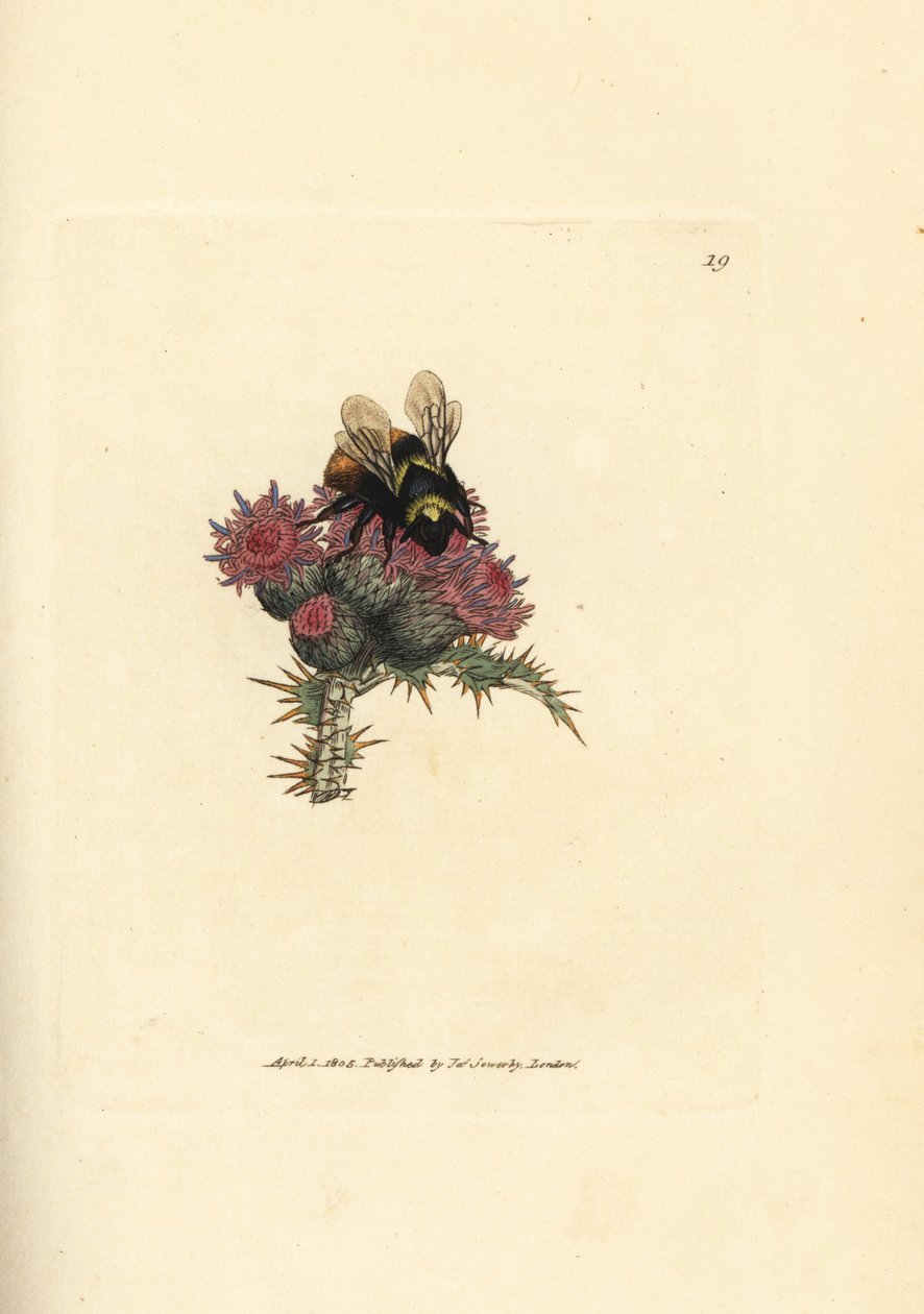 Rødhalede humlebi, Bombus lapidarius (Apis flavicollis) på en tidsel. Håndfarvet kobberstik af James Sowerby fra The British Miscellany, eller farvede figurer af nye, sjældne eller lidet kendte dyreemner. af James Sowerby
