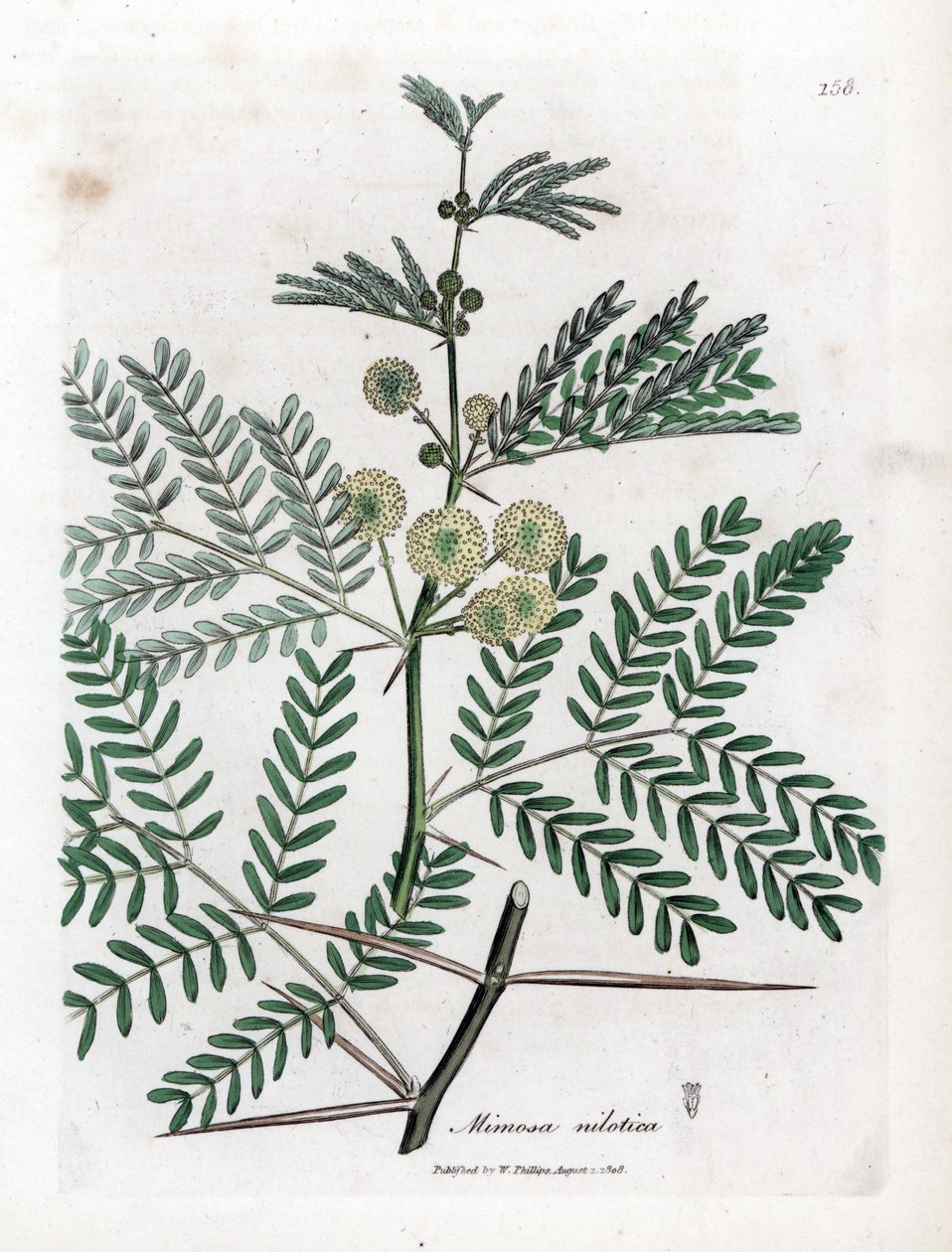 Rødt gummi - Gummi arabic træ, Acacia nilotica. Håndfarvet kobberstik fra en botanisk illustration af James Sowerby fra William Woodville og Sir William Jackson Hookers "" Medical Botany,"" John Bohn, London af James Sowerby
