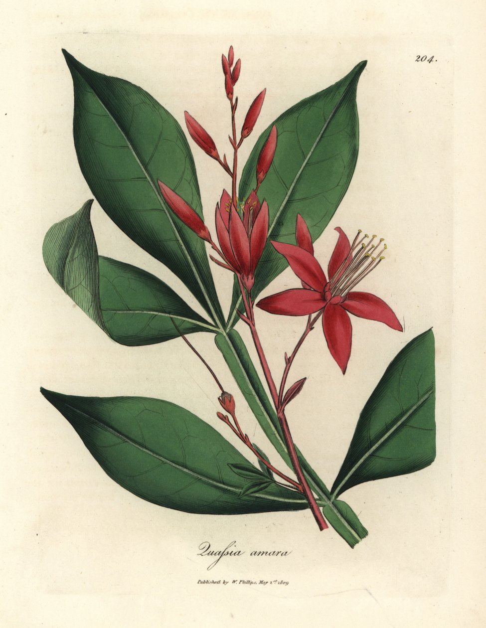 Rødblomstret bitter quassia, Quassia amara af James Sowerby
