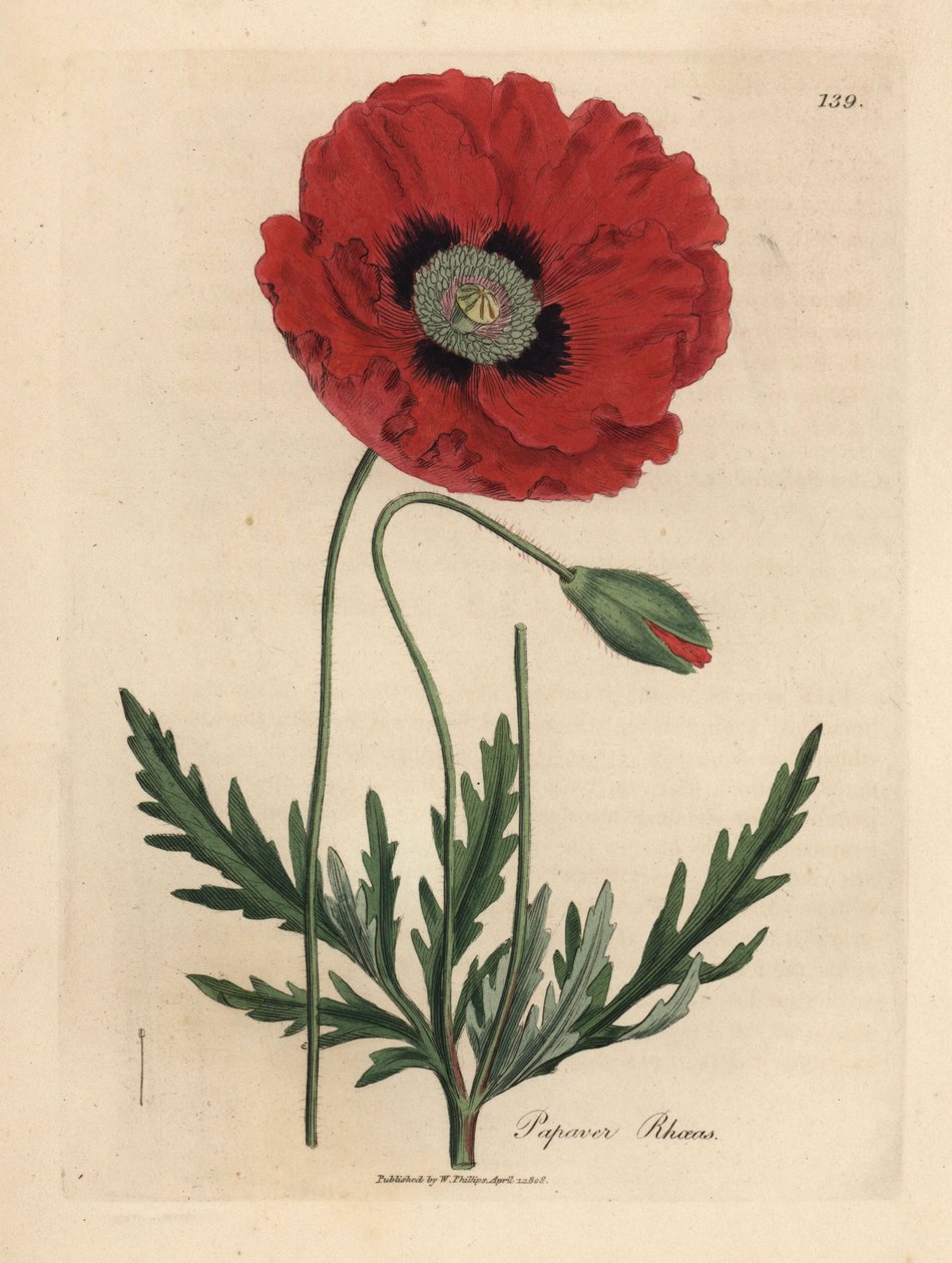 Rød eller majsvalmue, Papaver rhoeas af James Sowerby