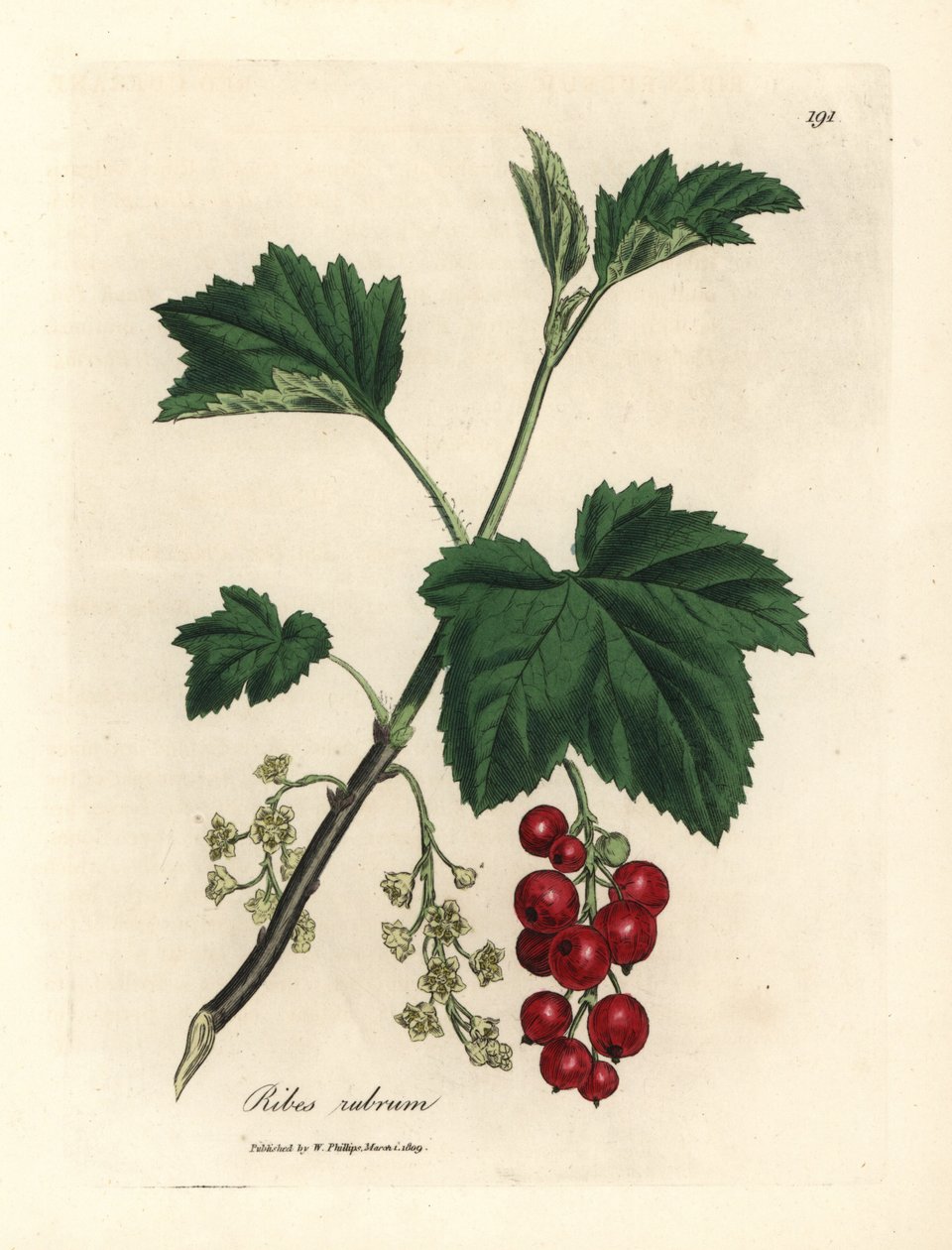Ribstræ, Ribes rubrum af James Sowerby