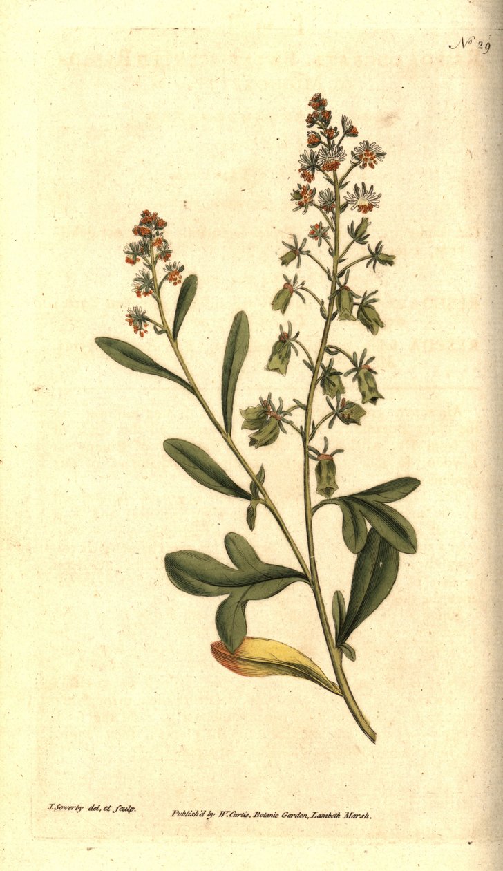 Reseda odorant - Sødduftende reseda eller mignonette, Reseda odorata. Håndfarvet kobberstik og botanisk illustration af James Sowerby fra William Curtis