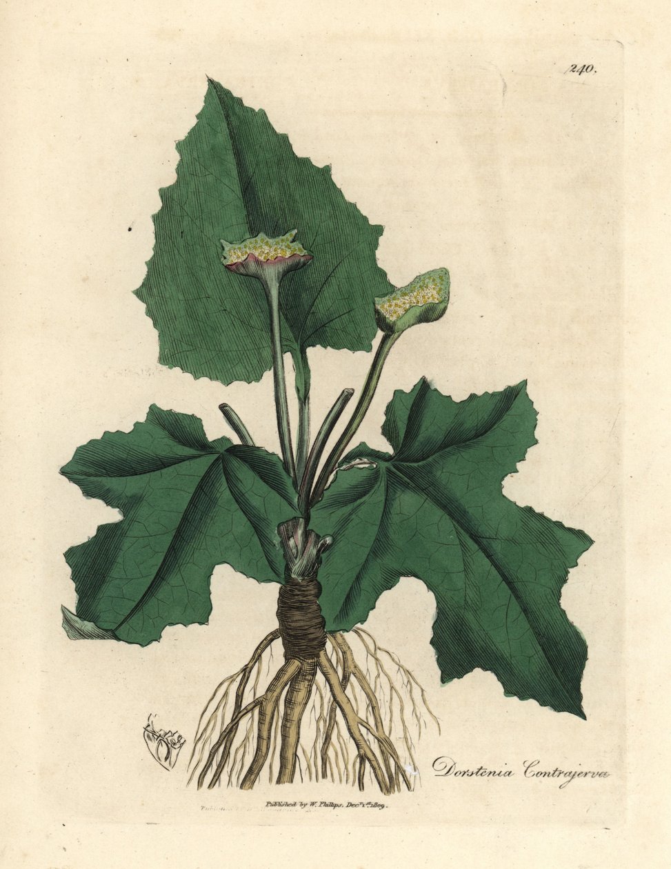 Rødder, rhizom, blade og blomst af contrayerva, Dorstenia contrajerva af James Sowerby