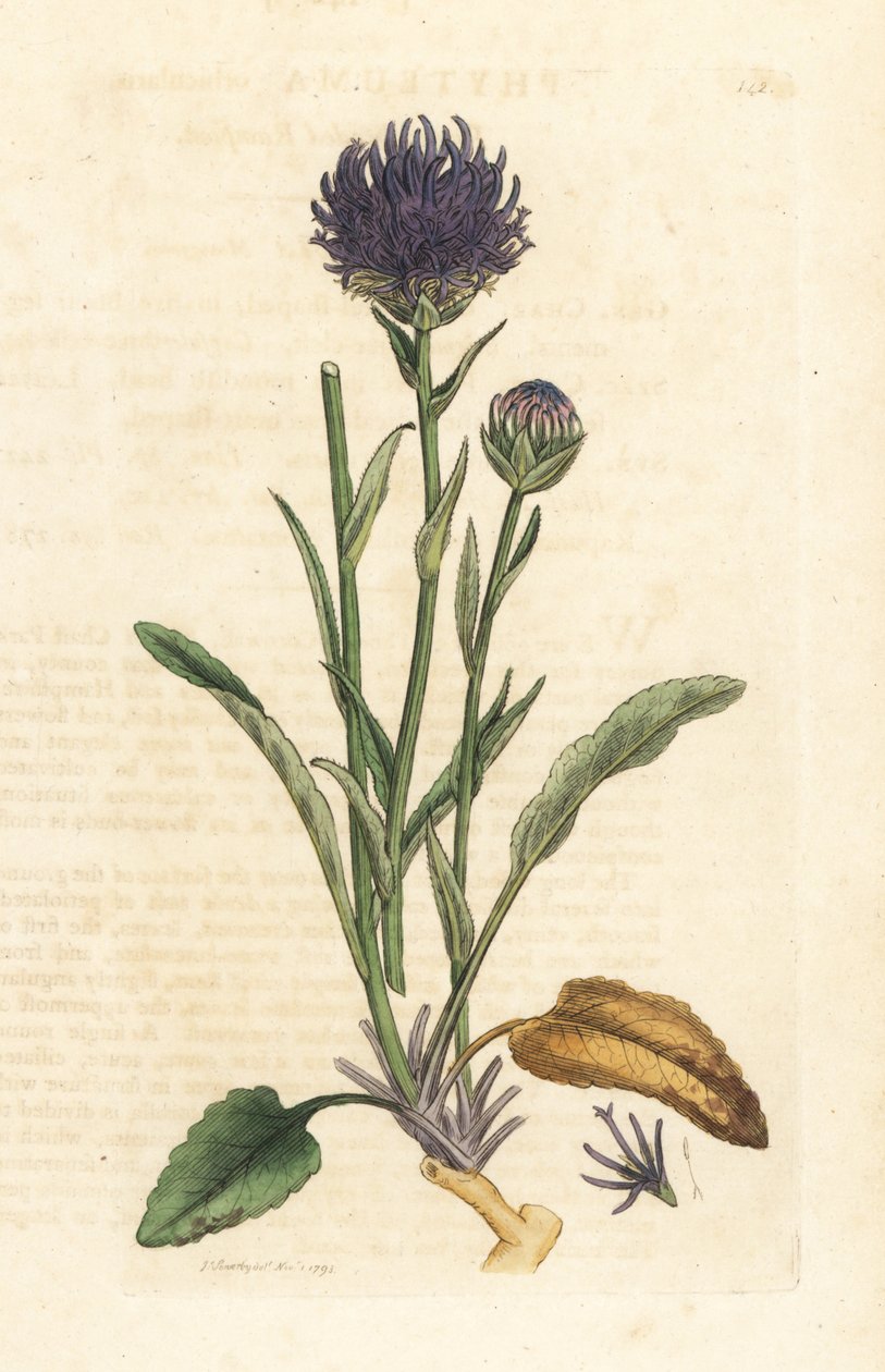 Rundhovedet rampion, Phyteuma orbiculare (Phyteuma orbicularis) (Orbicular Rapunzel) Håndfarvet kobberstik efter en illustration af James Sowerby fra James Smith
