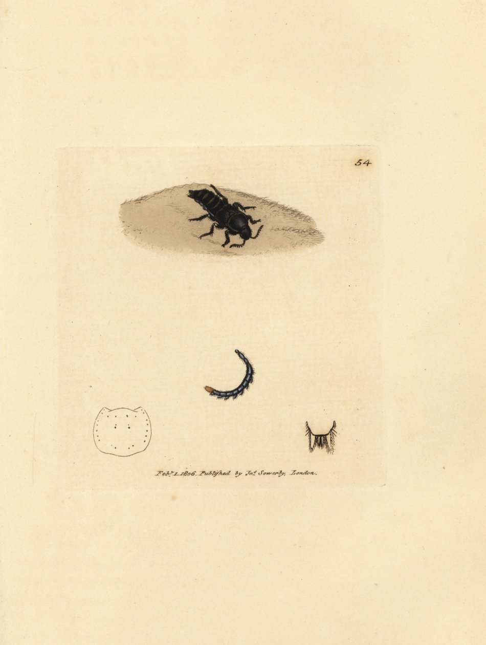 Rovebille, Velleius dilatatus (Savtakket-hornet Staphylinus, Staphylinus concolor). Håndfarvet kobberstik af James Sowerby fra The British Miscellany, eller farvede figurer af nye, sjældne eller lidet kendte dyreemner. af James Sowerby