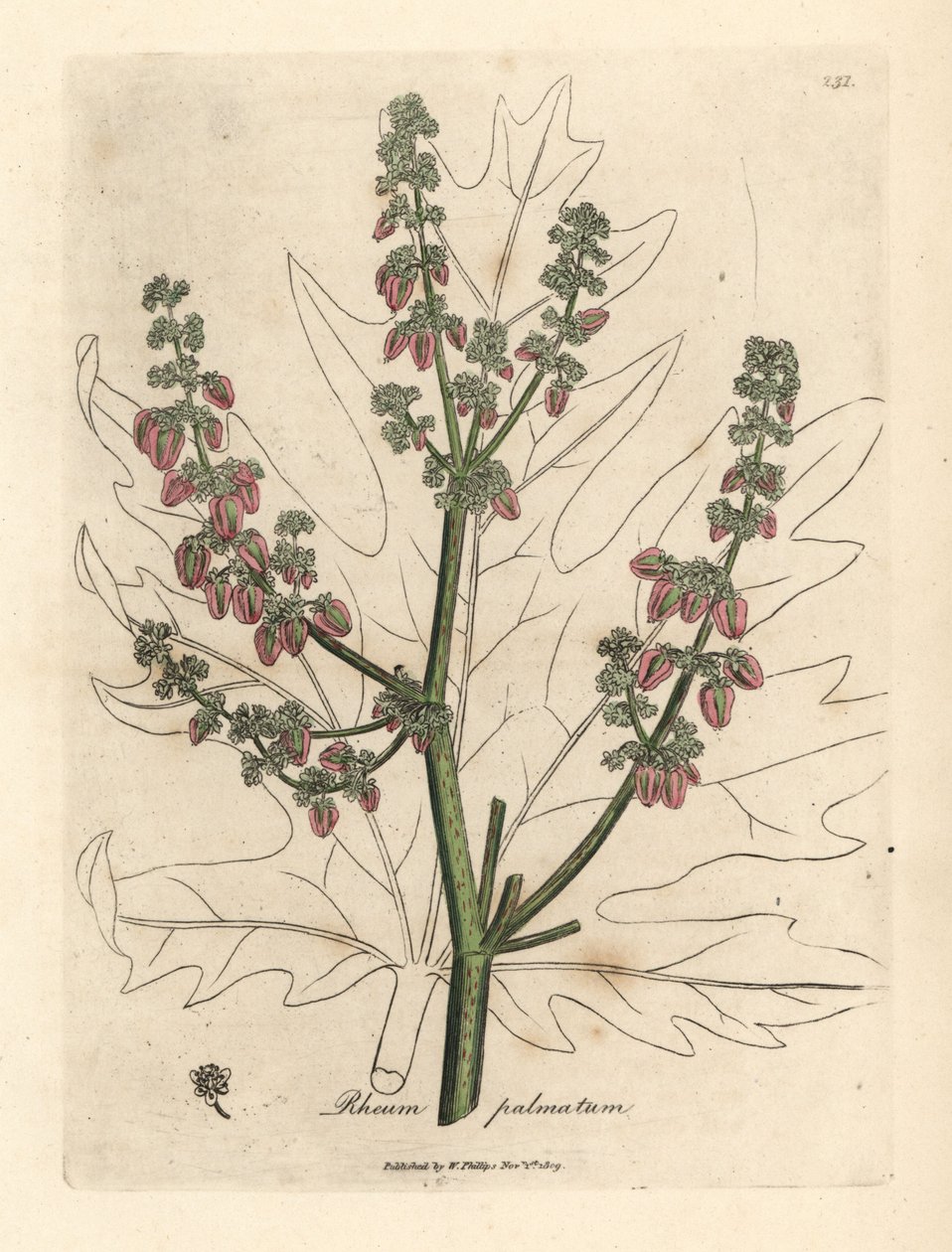 Rabarberblomster og stilk, bladomrids, Rheum palmatum af James Sowerby