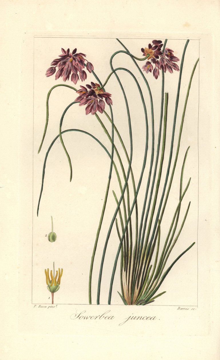 Rush Lily, Sowerbaea juncea, hjemmehørende i Australien. Opkaldt efter den botaniske kunstner James Sowerby. Håndfarvet prikkegravering på kobber af Barrois fra en botanisk illustration af Pancrace Bessa fra Mordant de Launays "Herbier General de l