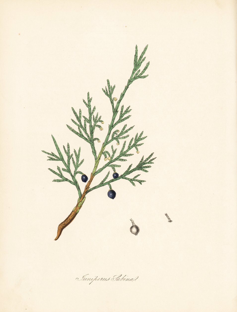 Sabine enebær - Almindelig savin eller enebær savin, Juniperus sabina. Taget fra en illustration af James Sowerby fra William Woodville og Sir William Jackson Hookers "Medical Botany." Håndfarvet zinkograf af C. Chabot tegnet af Miss M. A. Burnett fra h. af James Sowerby