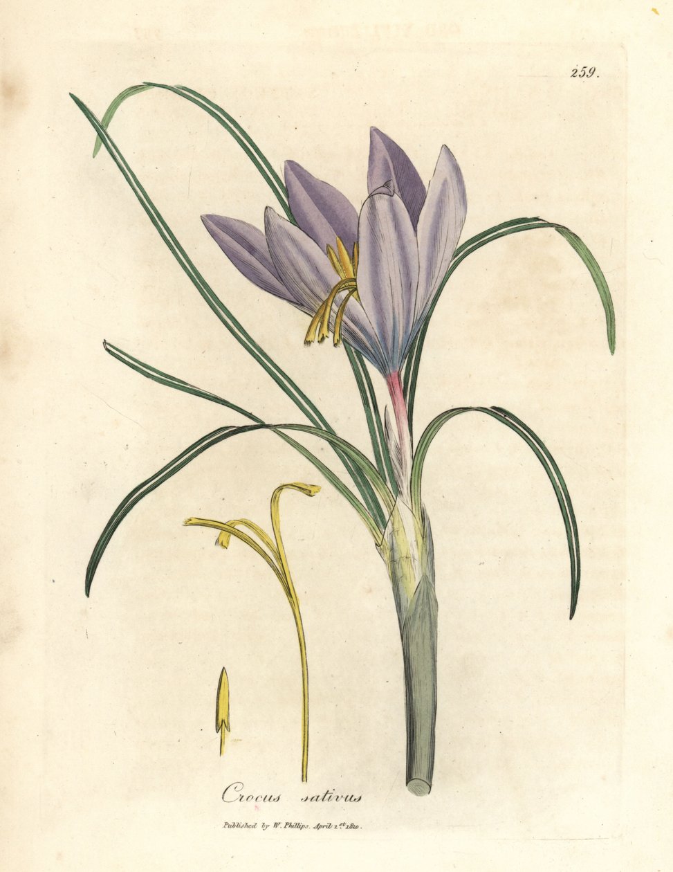 Safrankrokus, Crocus sativus af James Sowerby